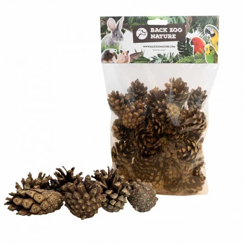Small Forest Pine Cones – Natürliche Tannenzapfen für Foraging & Beschäftigung