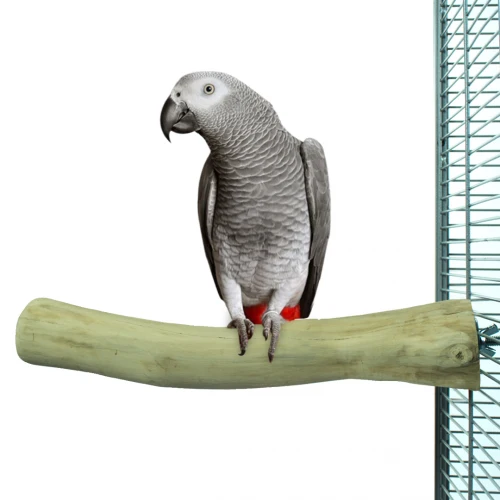 Single Perch Large – Natürliche Sitzstange aus Java-Holz