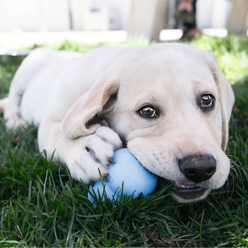 KONG Puppy – Welpenspielzeug aus Naturkautschuk | befüllbar, XS–L