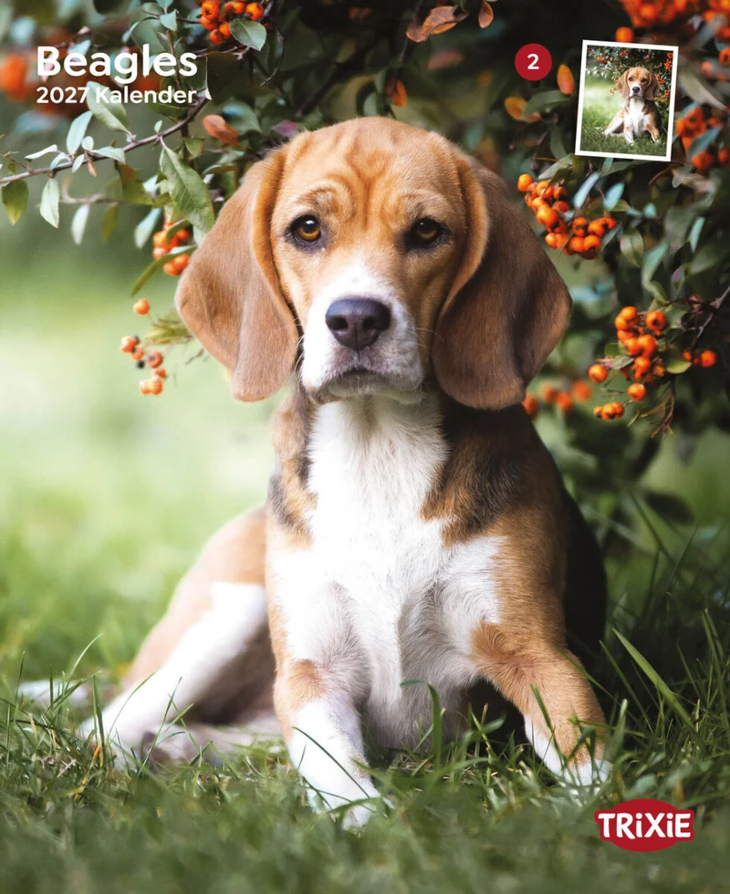 2027 Hundekalender Beagle