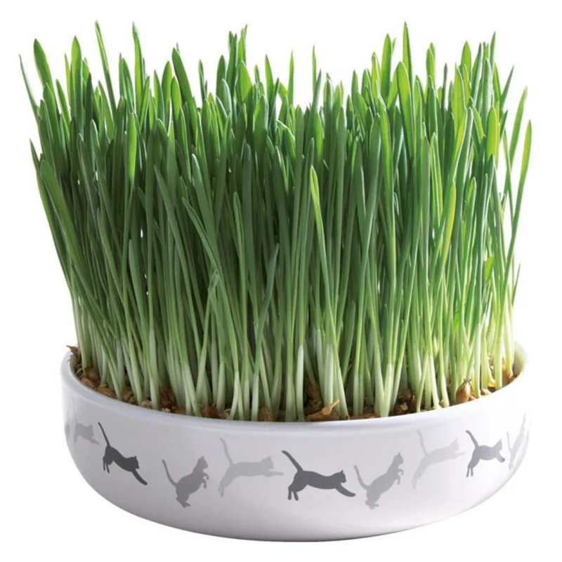 Trixie Cat Grass in Ceramic Bowl for Cats 50G