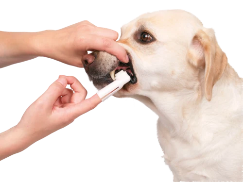 TRIXIE Zahnpflege-Set für Hunde