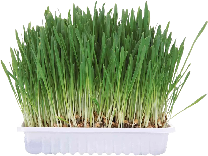 TRIXIE Kleintiergras 110 g