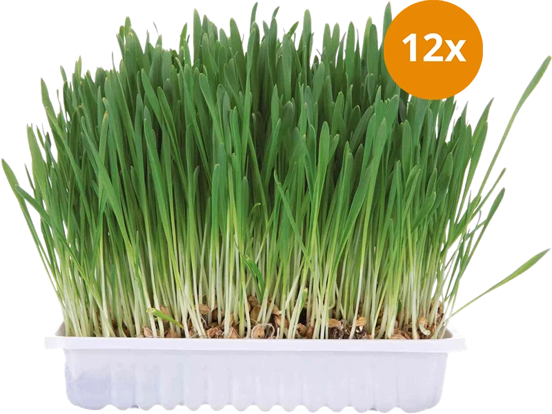 TRIXIE Kleintiergras 110 g