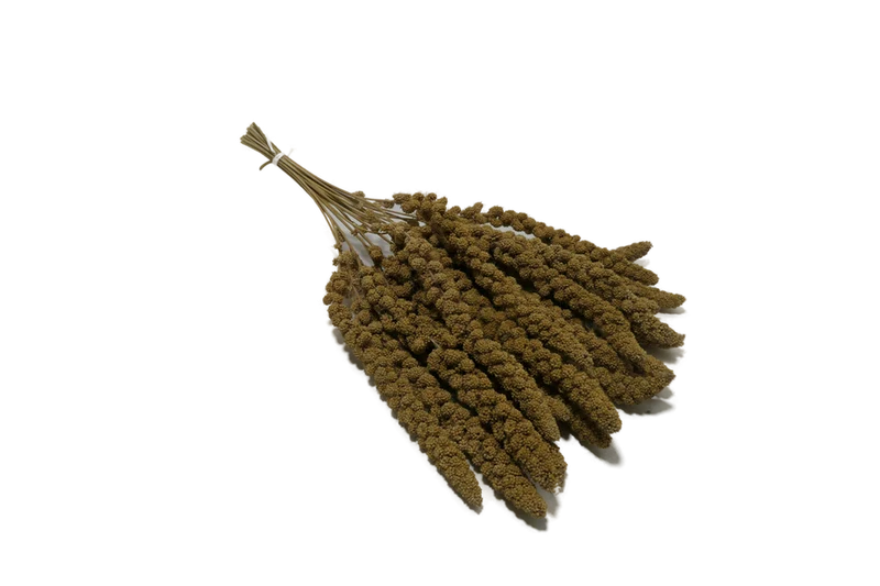 GELBE KOLBENHIRSE