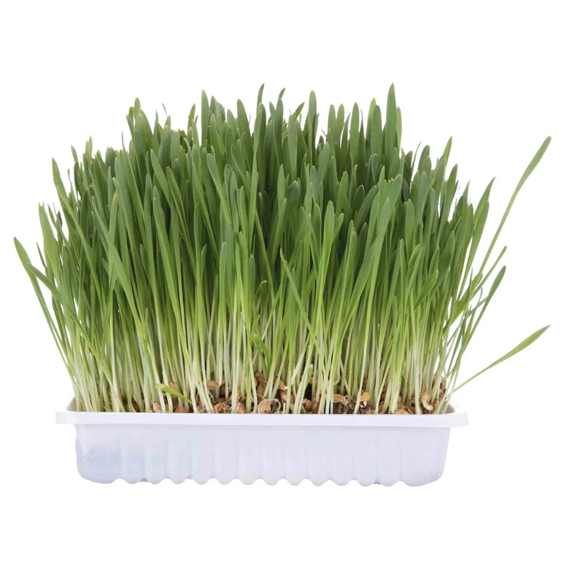 Katzengras