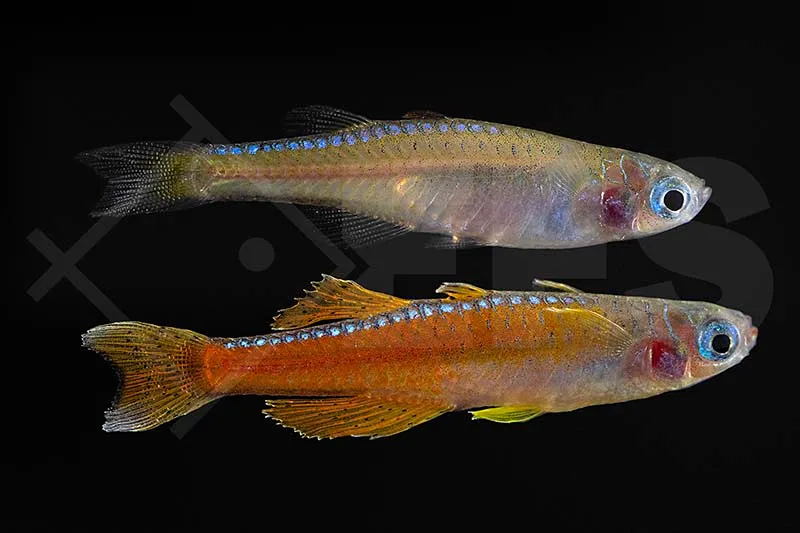 Rotes Neon-Blauauge (Pseudomugil luminatus "Paskai")