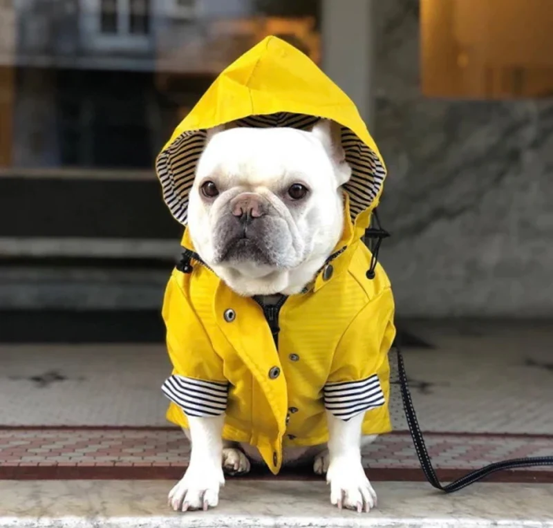 Dog Rain Coat - Yellow