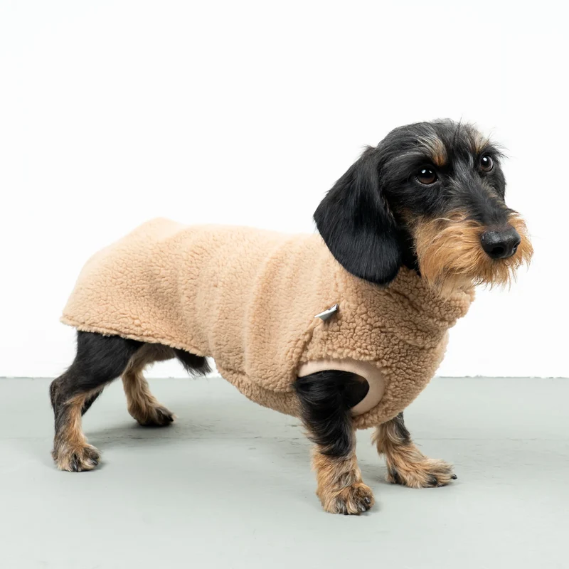 Teddy Shirt für Dackel Camel