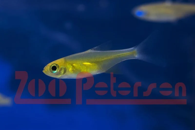 Smaragd-Zwergbärbling (Microdevario kubotai)