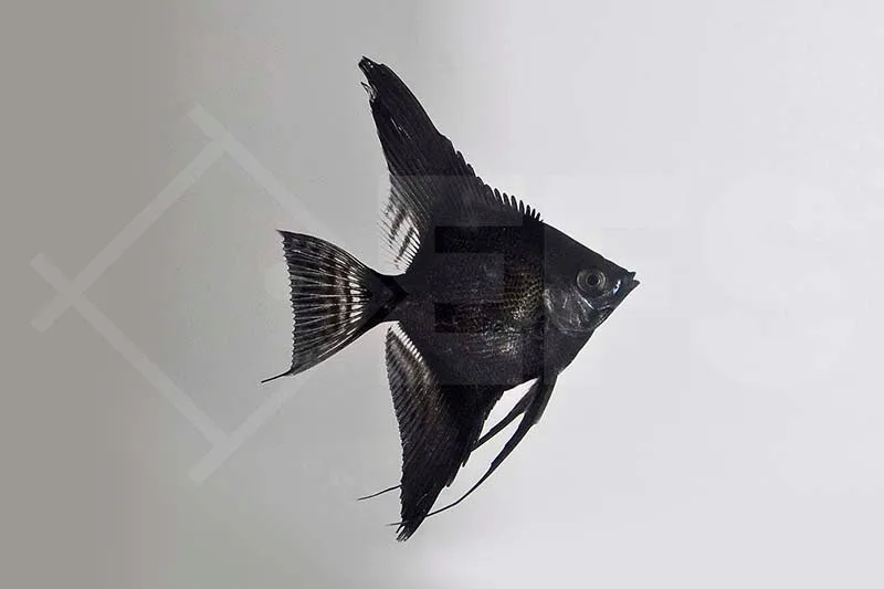 Schwarzer Skalar (Pterophyllum scalare)