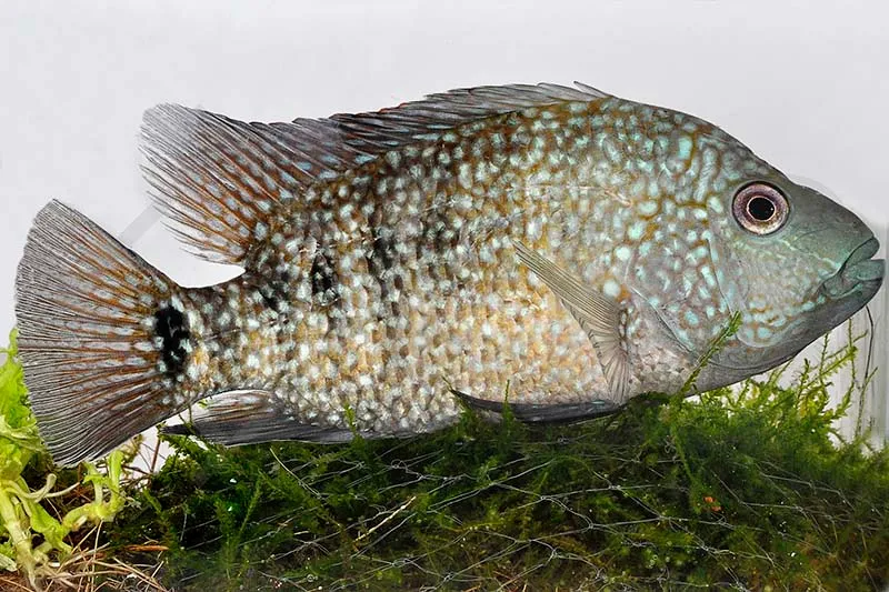 Perlcichlide (Herichthys carpintis)
