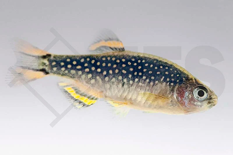 Galaxy- oder Perlhuhn-Zwergbärbling (Celesthichthys margaritatus)