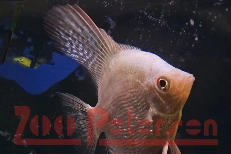 Skalar Platinum Seal Point Pearl (Pterophyllum scalare)