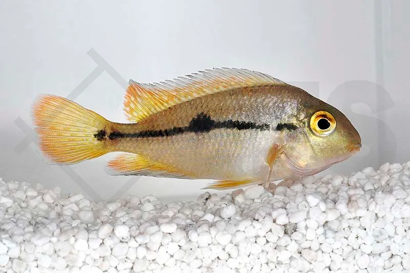 Nicaragua-Traumbarsch (Hypsophrys nicaraguense)