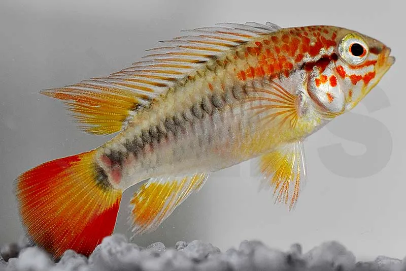 Schwarzkehlbuntbarsch (Apistogramma viejeta II)