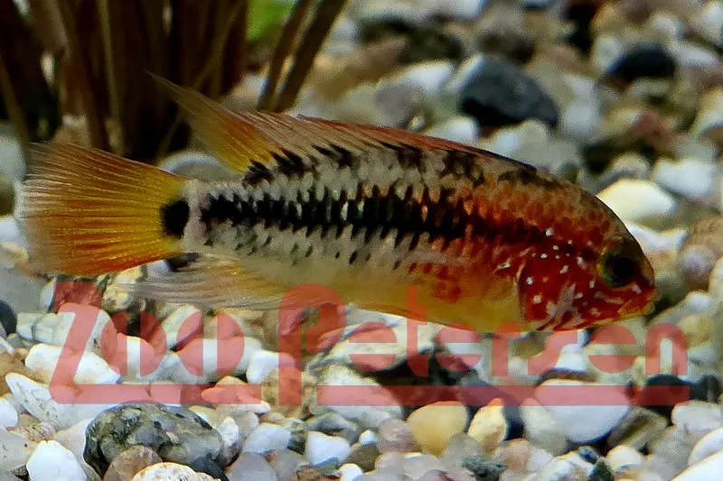Villavicenco- Zwergbuntbarsch (Apistogramma macmasteri)
