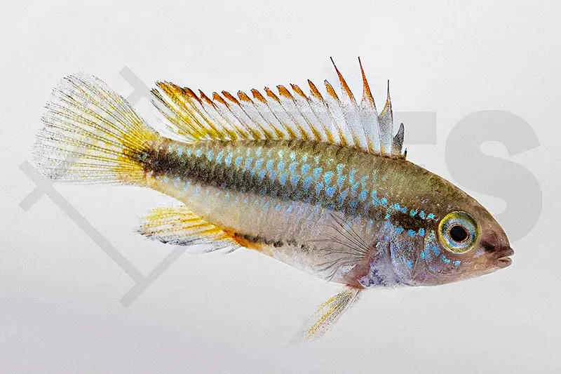 Dreistreifen-Zwergbuntbarsch (Apistogramma trifasciata)