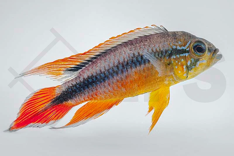 Agassiz Zwergbuntbarsch (Apistogramma agassizii)
