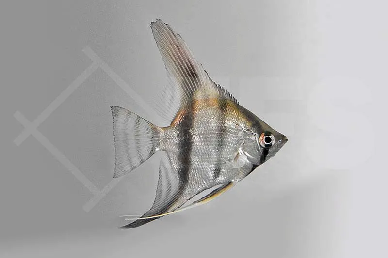 Zebra-Skalar (Pterophyllum scalare)