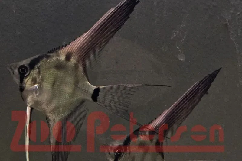 Skalar, Black Fin Veiltail (Pterophyllum scalare)