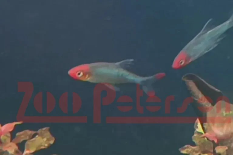 Nacktlaube, Glühköpfchen (Sawbwa resplendens)