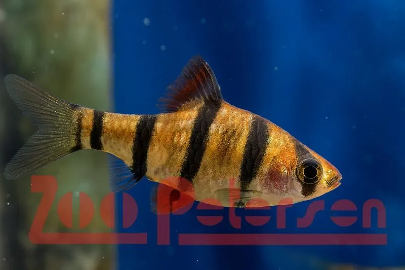 Fünfgürtelbarbe (Barbus pentazona)