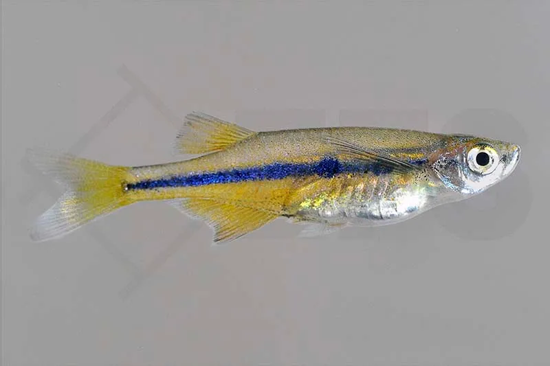 Regenbogen-Kielbauchbärbling (Chela dadyburjori)