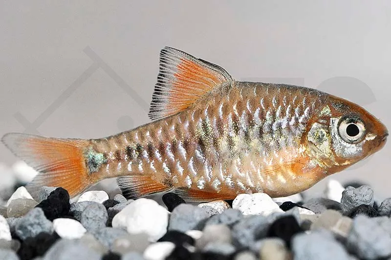 Eilandbarbe (Oliotius oligolepis)