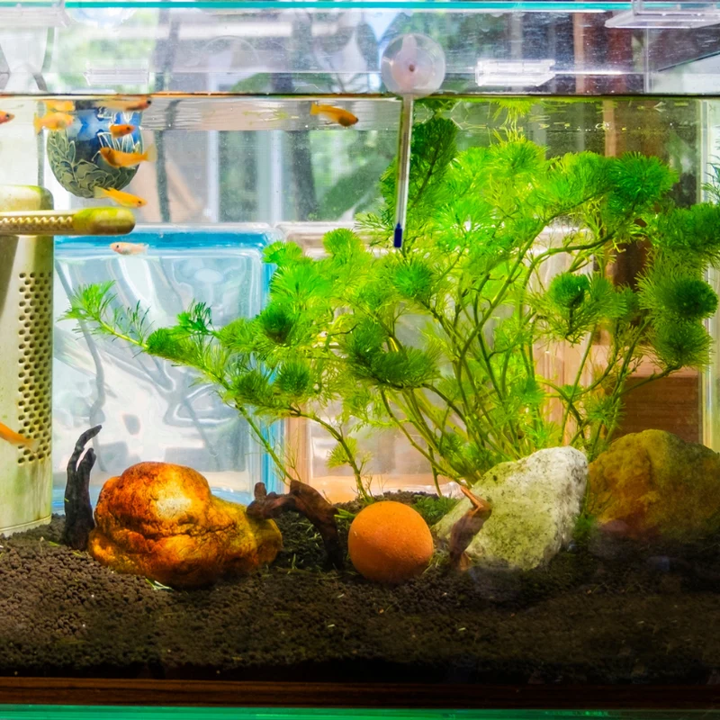 Aquariumpflege Abo