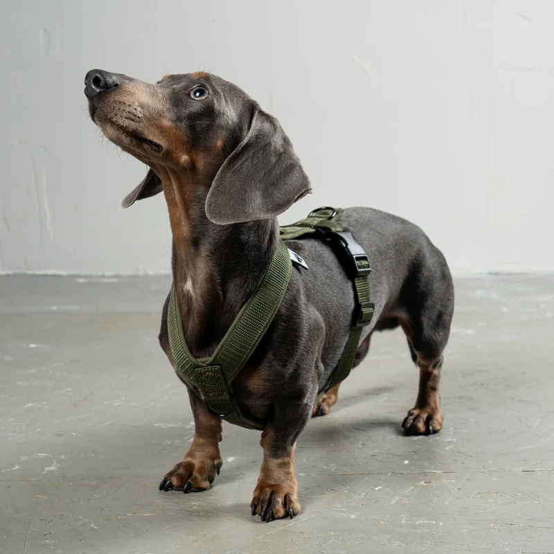 Softshell Dackelgeschirr Dark Olive