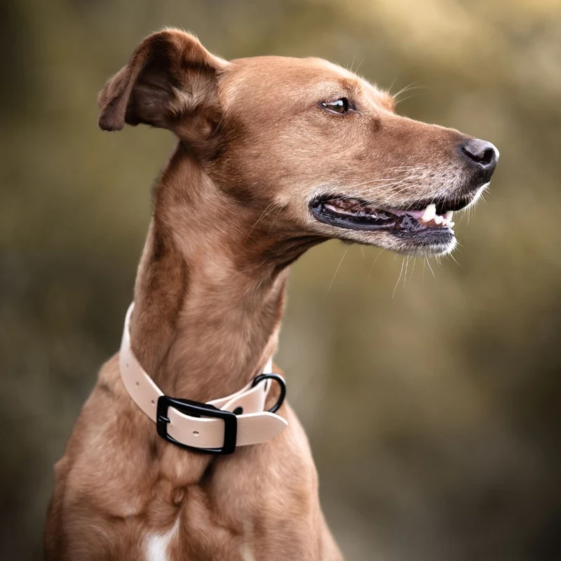 BioThane® Hundehalsband NEO Powder