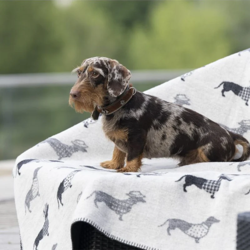 Hundedecke Teckel