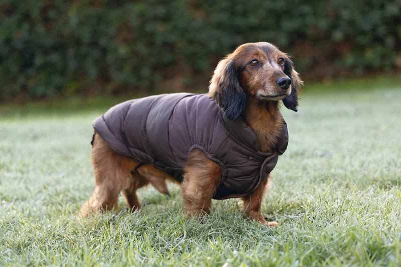 Beeztees Hundemantel Wisti für Dackel – Warm & wasserfest mit Plüschfutter
