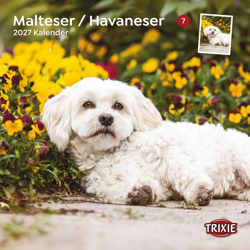 2027 Kalender Malteser/Havaneser