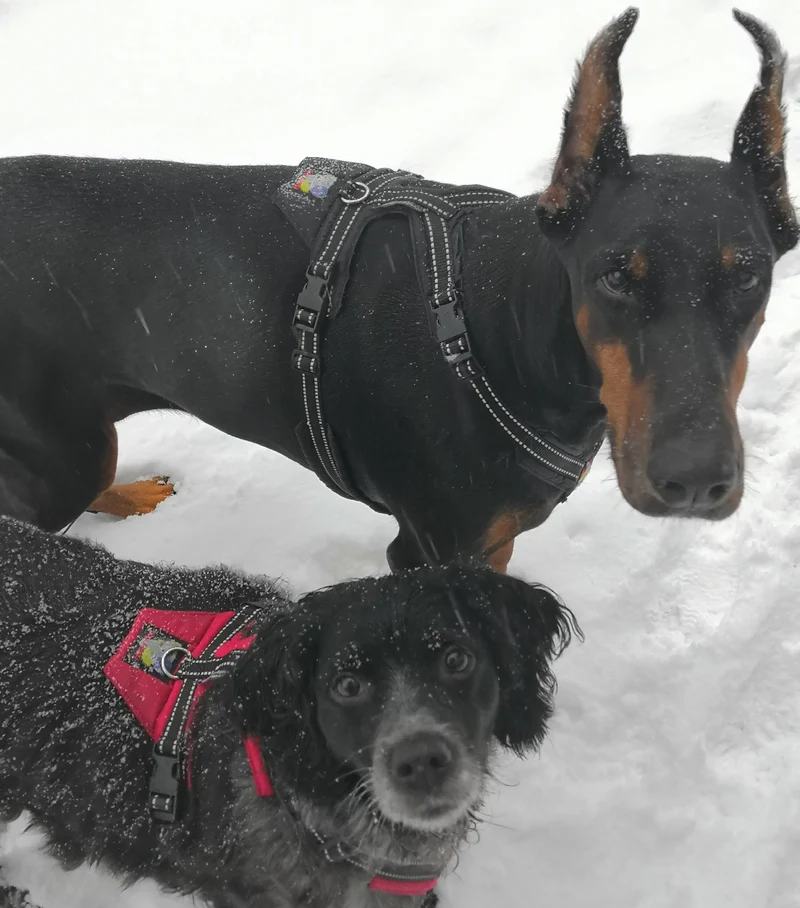 Happy Dog Harness – Original Collection