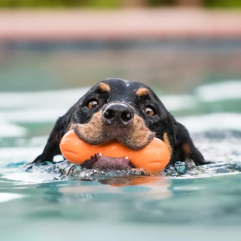 Rumpus Hundespielzeug