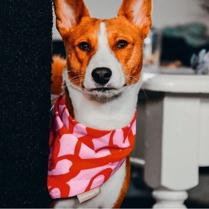 Bandana My boss is single