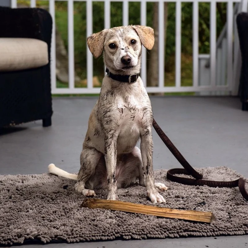 Dirty Dog Mikrofaser Kissen