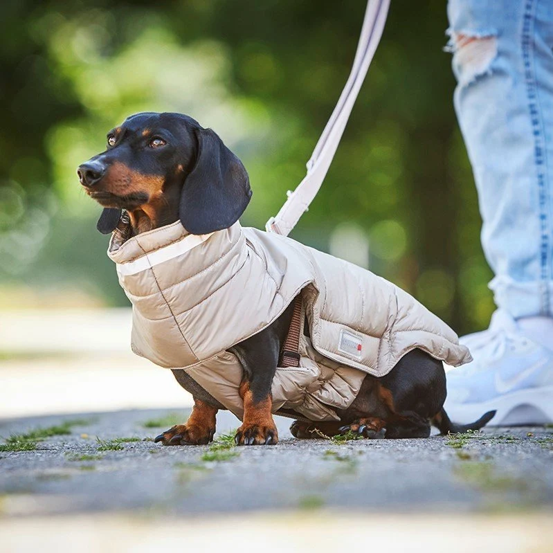 Wolters Steppjacke Cosy für Dackel-warmer Wintermantel mit Geschirröffnung