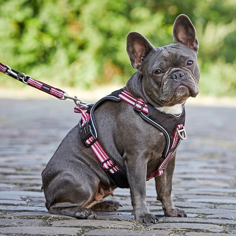 Wolters Hundegeschirr Active Pro