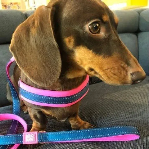 Max & Molly Matrix Q-Fit Geschirr für Hunde