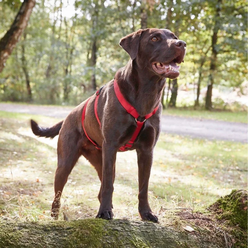 Wolters Professional No Escape ausbruchsicheres Hundegeschirr