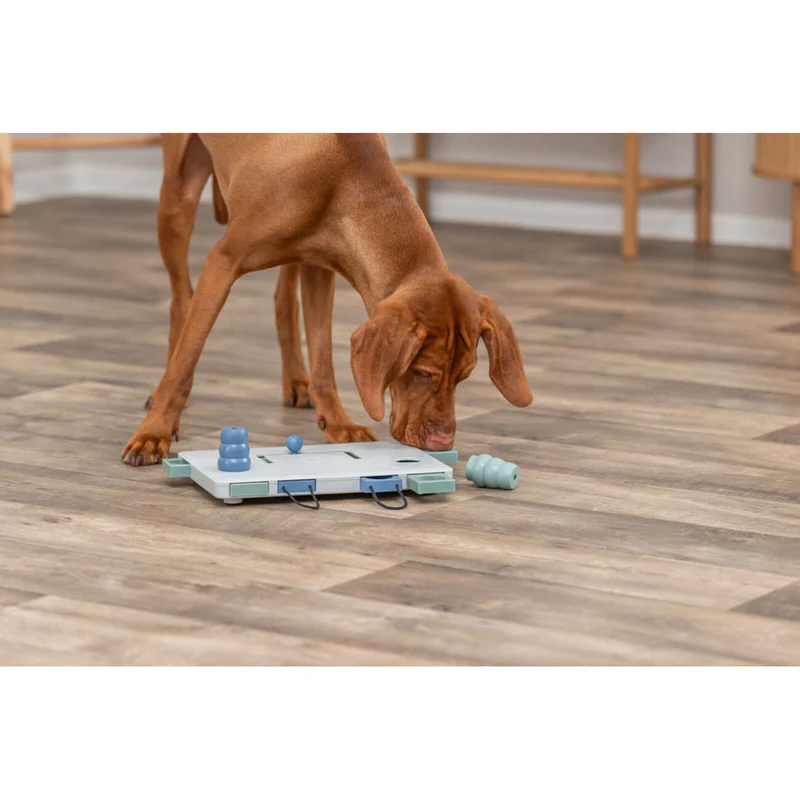 Dog Activity Strategiespiel Move2Win für Hunde