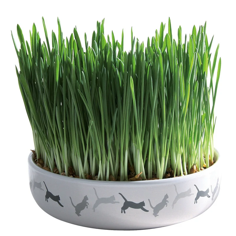 Keramikschale für Katzengras inkl. Saat