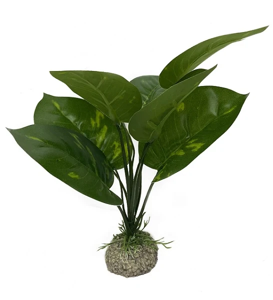 Aqua D'Ella Anubias 1 24cm