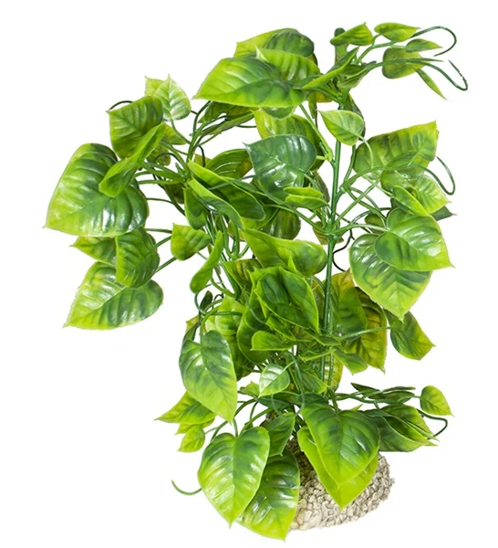 Aqua D'Ella Plant Anubias Nana for Aquariums