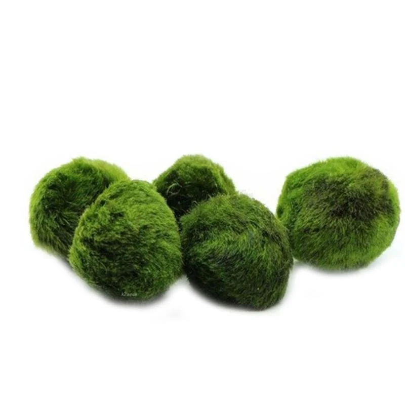 Marimo Moss Aquarium Ornaments