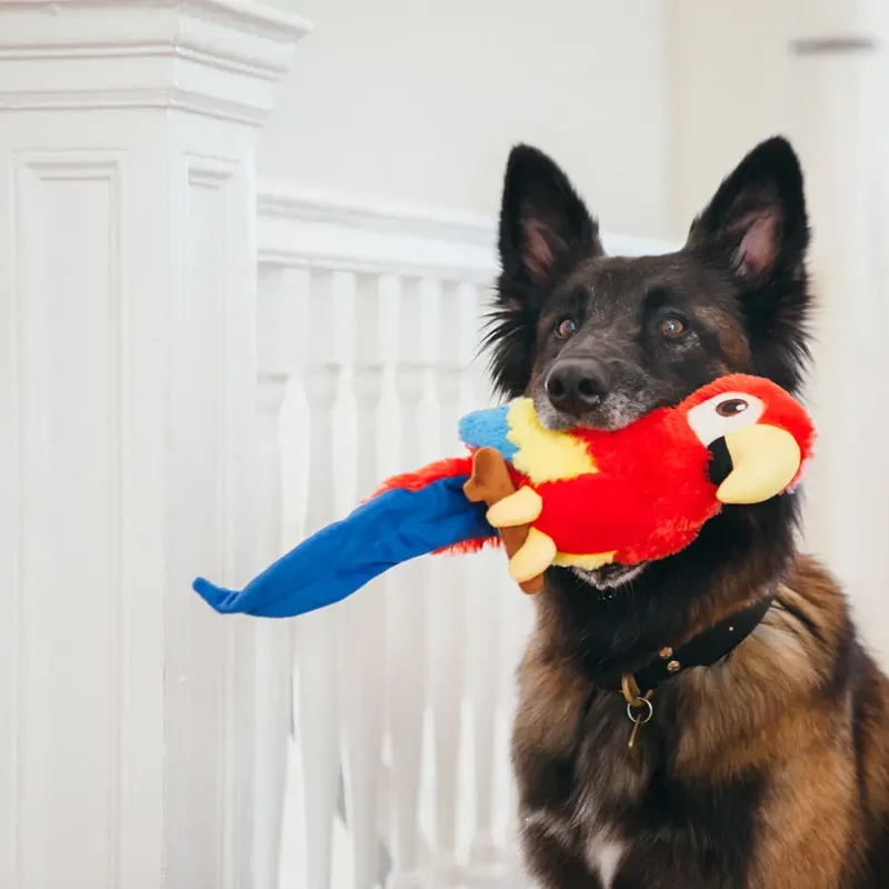 Paula the Parrot
