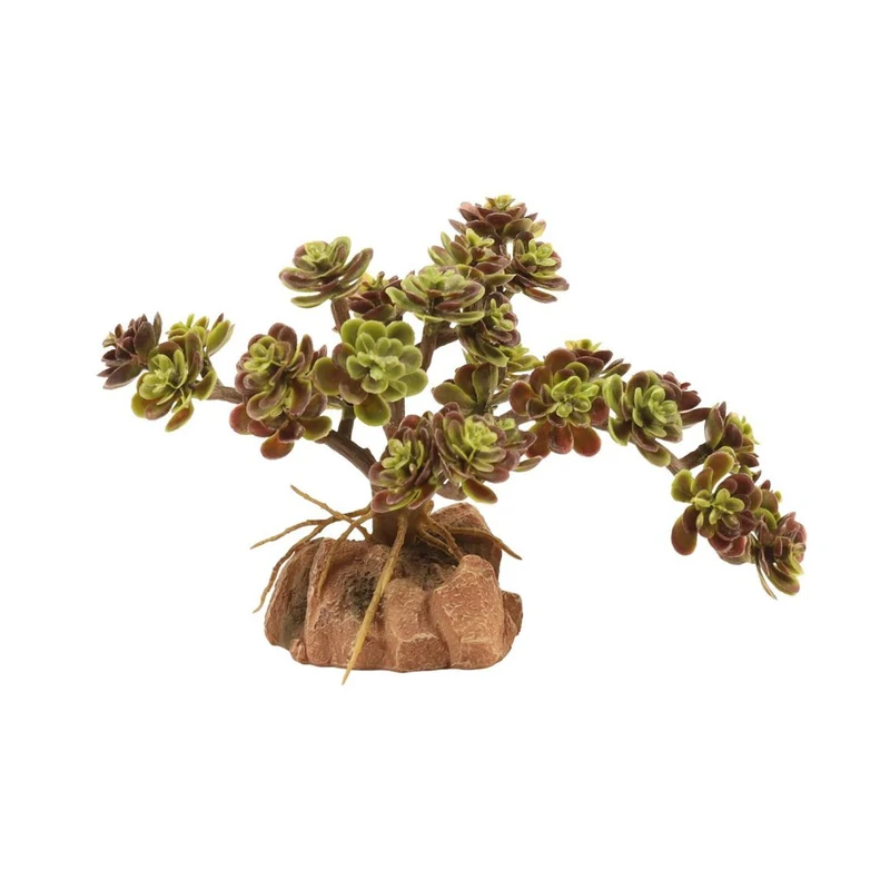 Red Leaf Stonecrop Desert Flora Terrarium Plant Decor